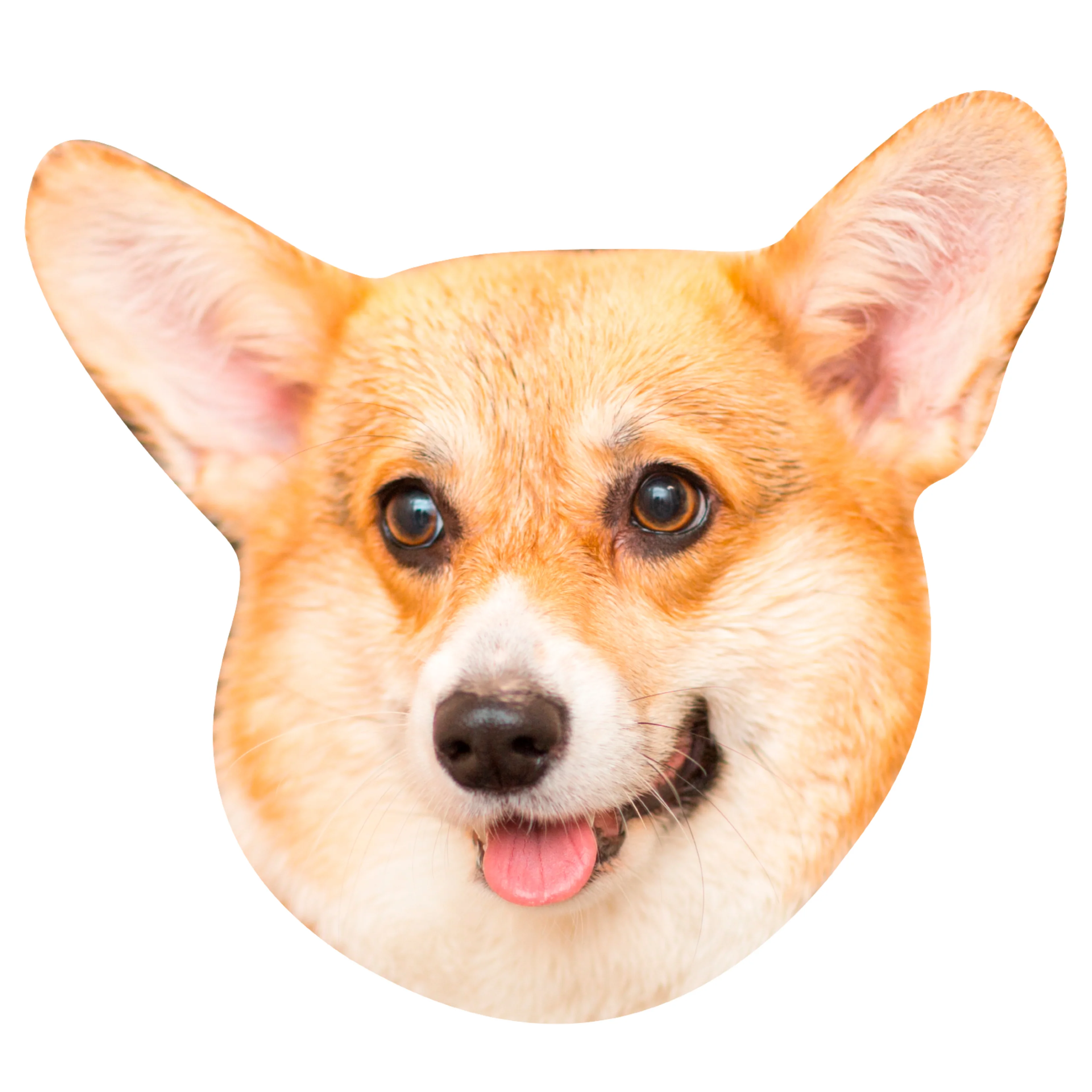 Animals: Corgi Foam Core Cutout - Big Head - Image 2