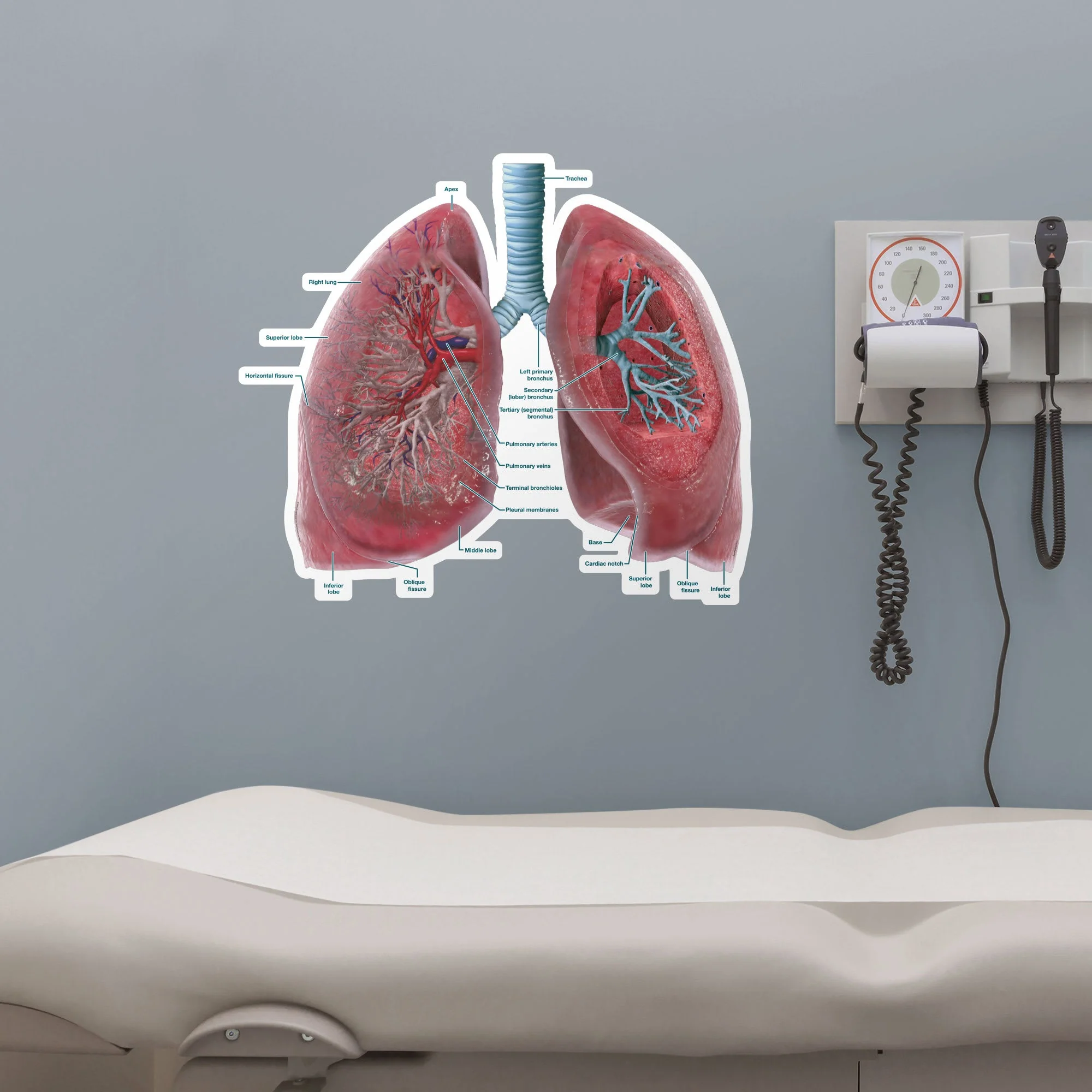 Body Part Chart: Lungs Cross-Section (Labeled) - Removable Adhesive Decal - Image 2